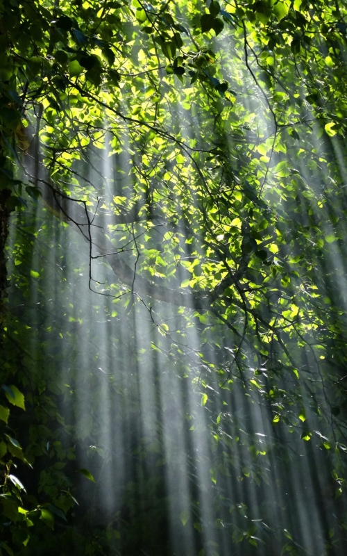 forest-light-nature-70365